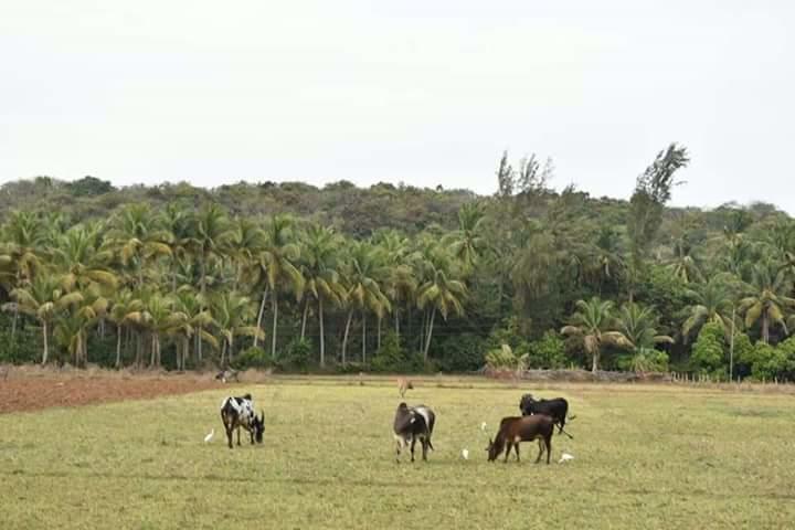 Serina House Malvan Exterior photo